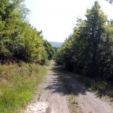A Pirító-bükki út. (JN)